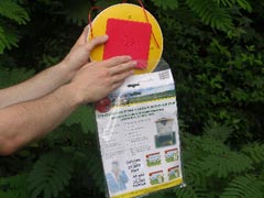 Flies Be Gone Step 2